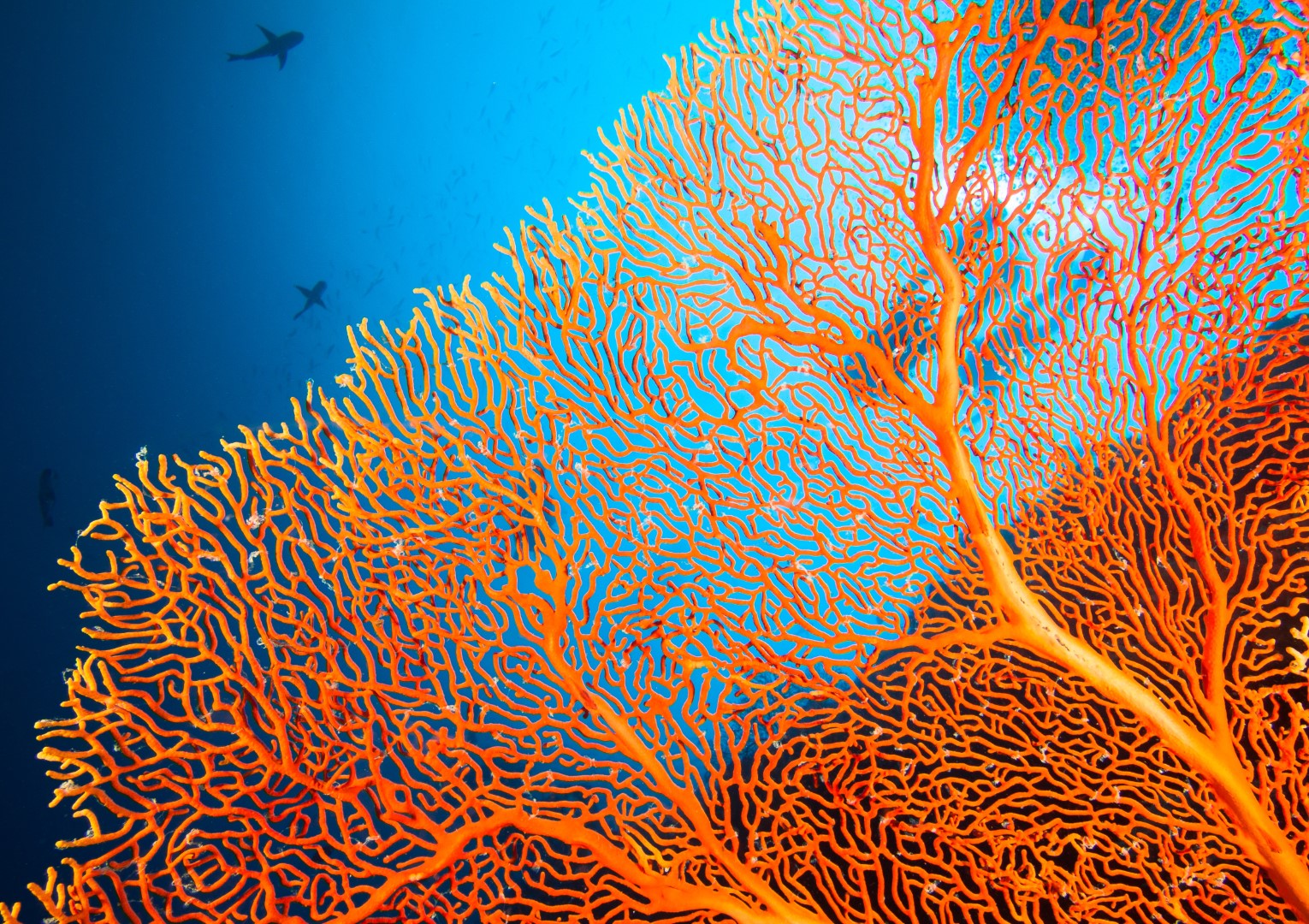 ジュエリーに使われる珊瑚は珊瑚礁と違うの？特徴や種類を解説 ...